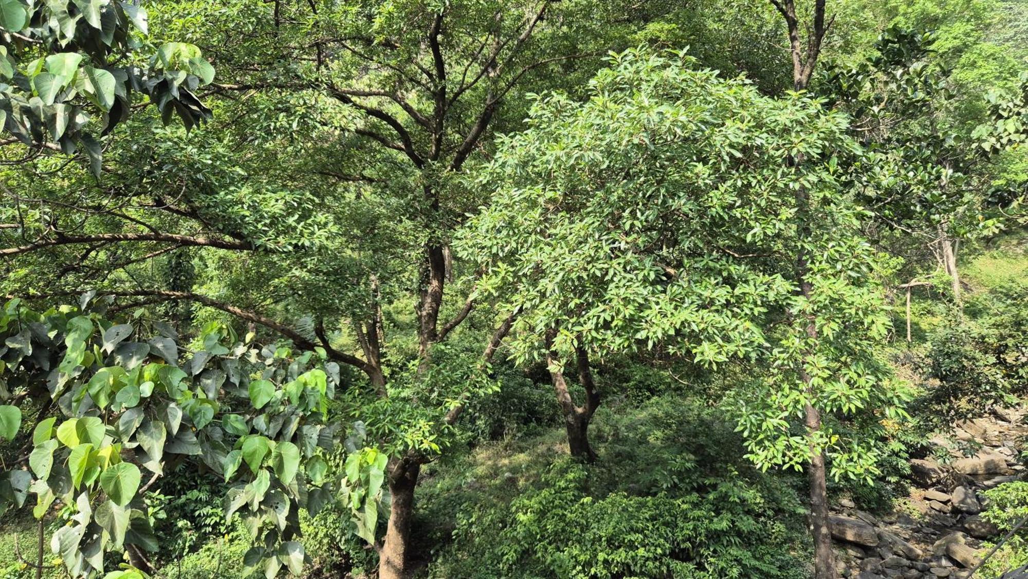 Orchid Villa Pinangode 外观 照片